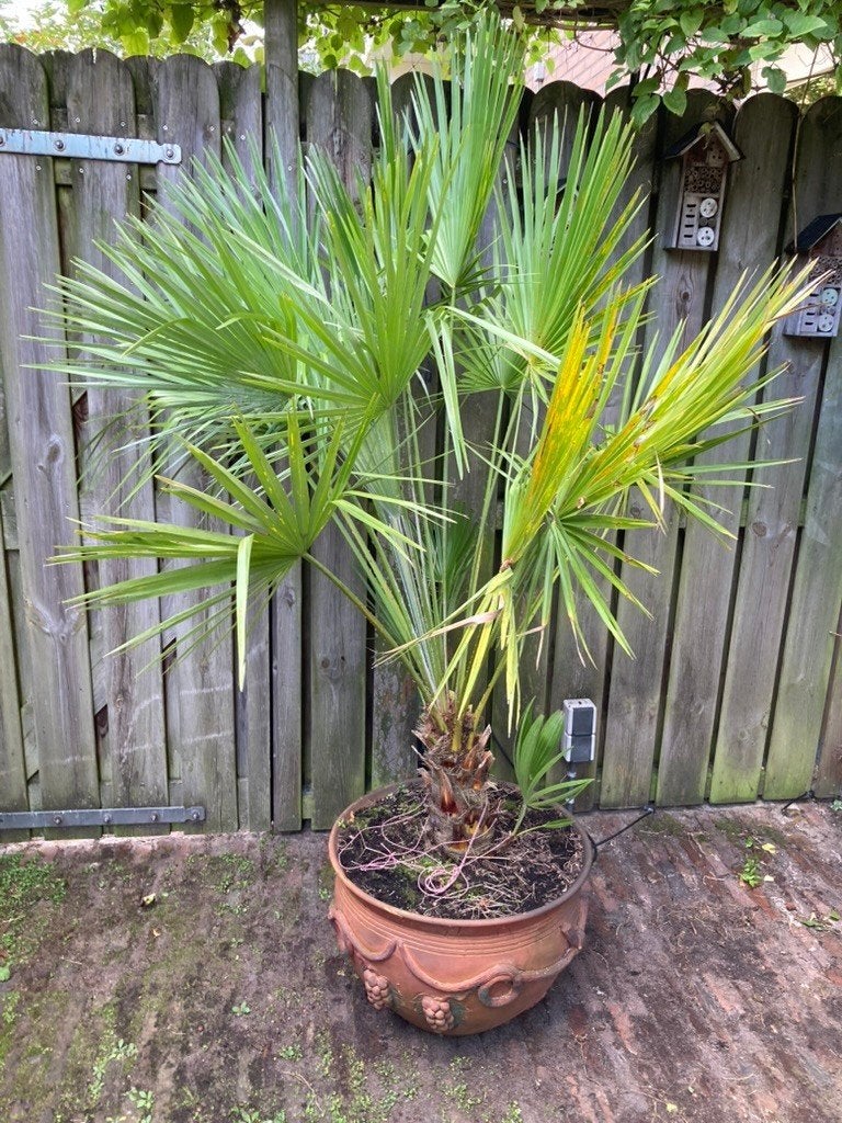 Palmboom Italiaanse terracotta bloempot buitenpalmboom TOP, Lente, 100 tot 250 cm, Palmboom, Ophalen