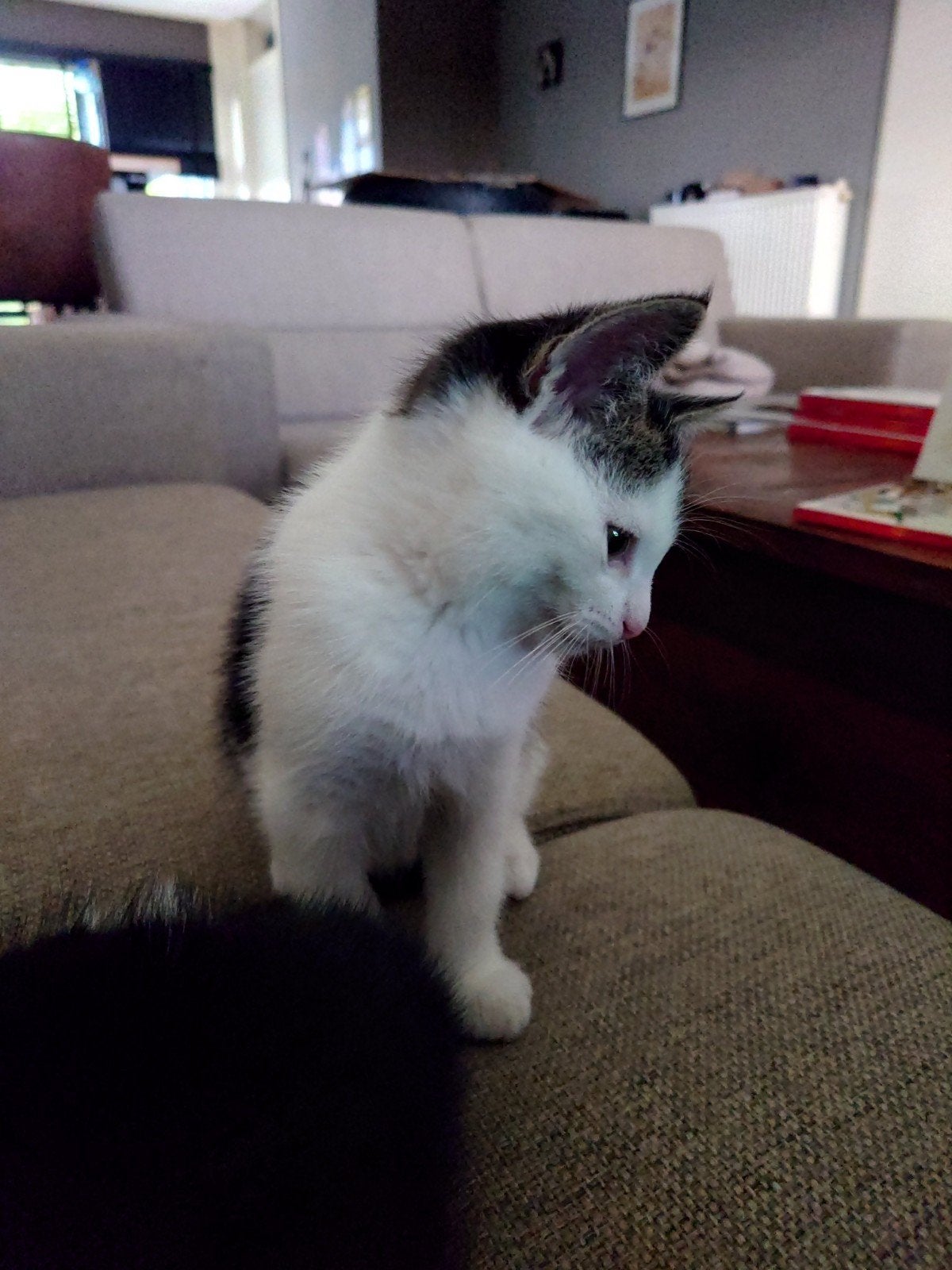 2 katertjes 8 weken oud,, Dieren en Toebehoren, Kater, Kortharig, 0 tot 2 jaar