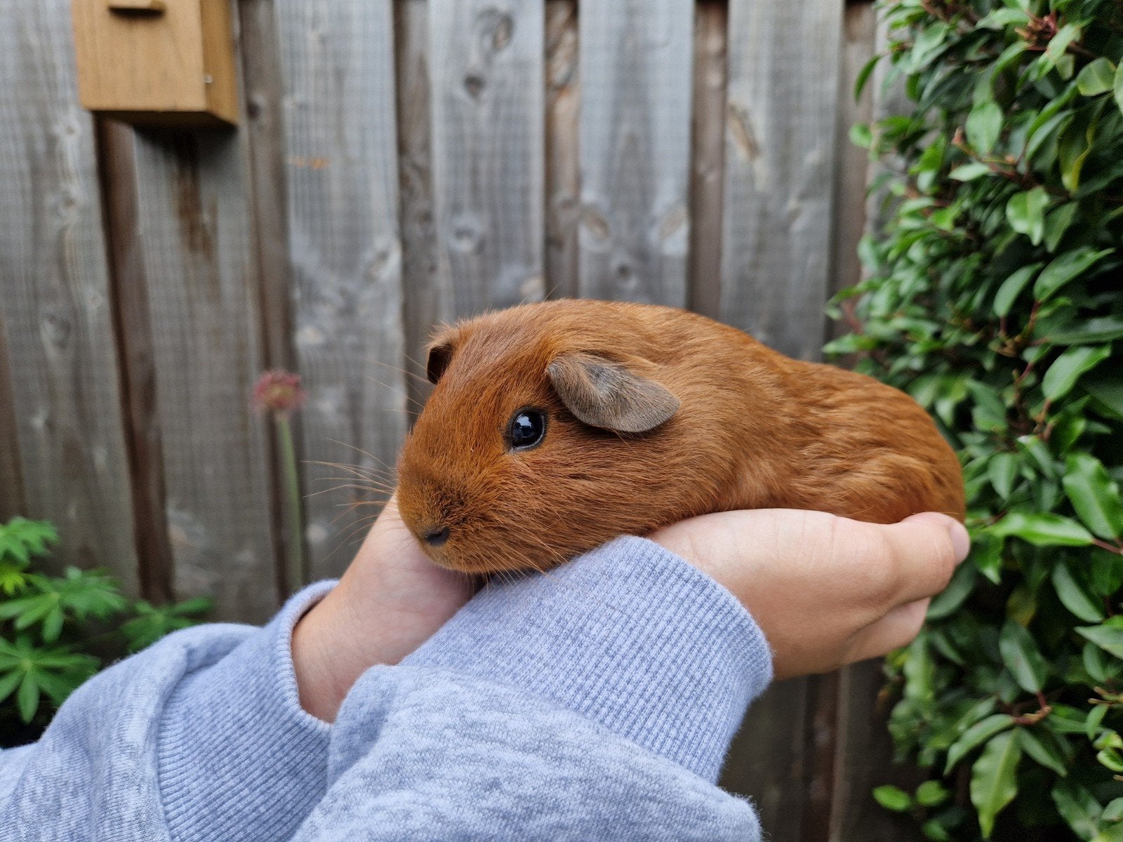 2 mooie en lieve cavia's, April, Mannelijk, Cavia
