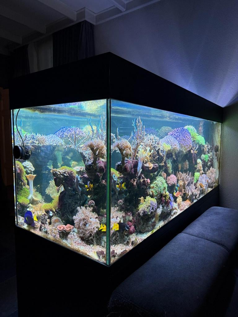 Compleet Zeeaquarium – Doorkijk / Peninsula –, Dieren en Toebehoren, Vissen | Aquaria en Toebehoren, Ophalen, Gevuld zeewateraquarium