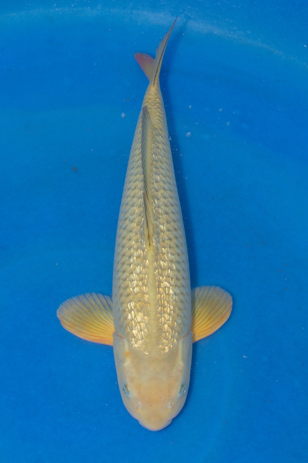 Ginrin Chagoi, Karper of Koi