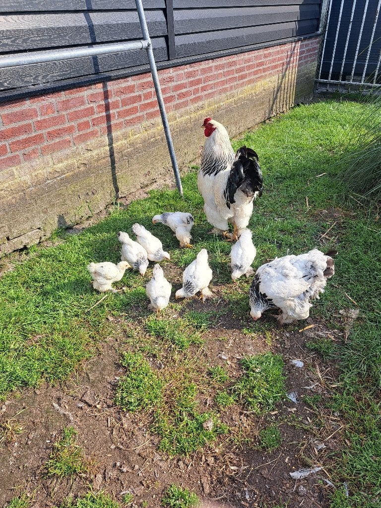Brahma kuikens., Geslacht onbekend, Kip