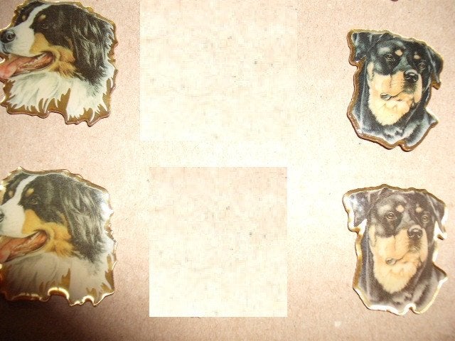 Honden pins berner senner, westi, rottweiler, Ophalen of Verzenden, Zo goed als nieuw