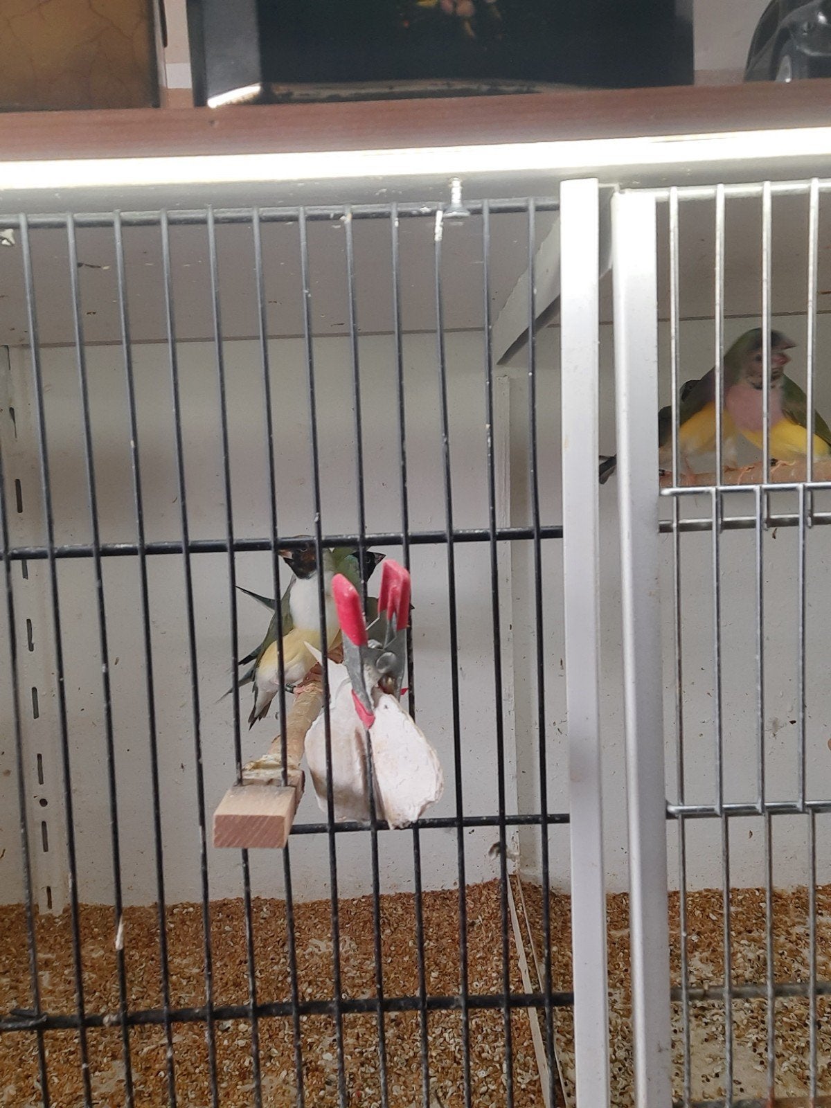 Gouldamadine verschillende kleur, Meerdere dieren, Tropenvogel, Geringd