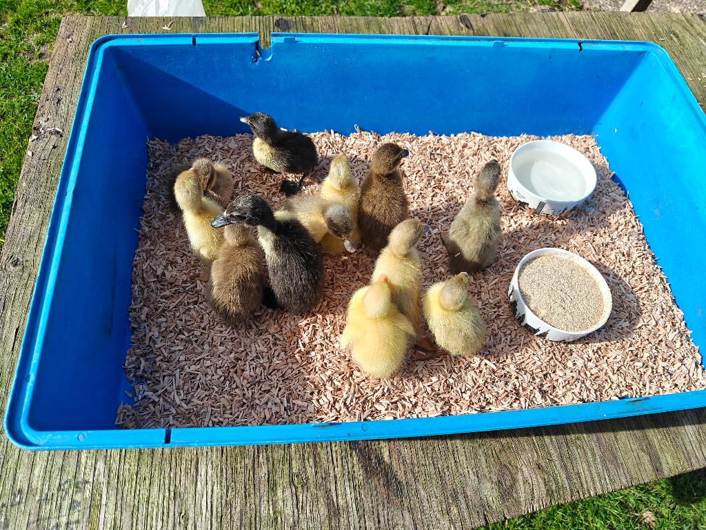 Jonge loop eendjes, Dieren en Toebehoren, Pluimvee, Geslacht onbekend, Eend