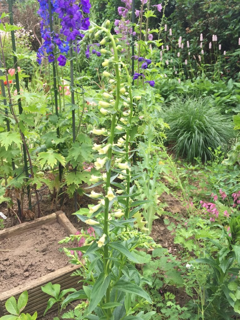 Vingerhoedskruid, Digitalis lutea lichtgeel, Overige soorten, Vaste plant, Ophalen of Verzenden, Halfschaduw