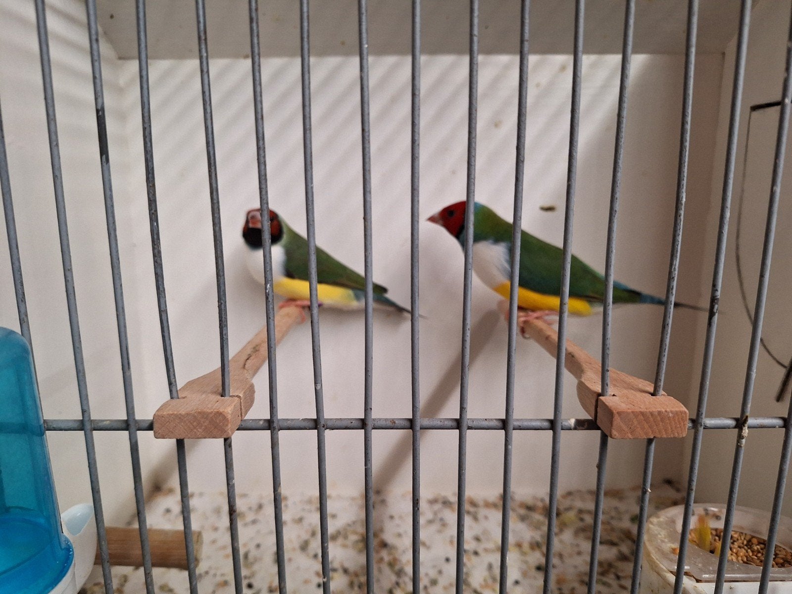 Gould amadines, Dieren en Toebehoren, Vogels | Overige Vogels, Meerdere dieren