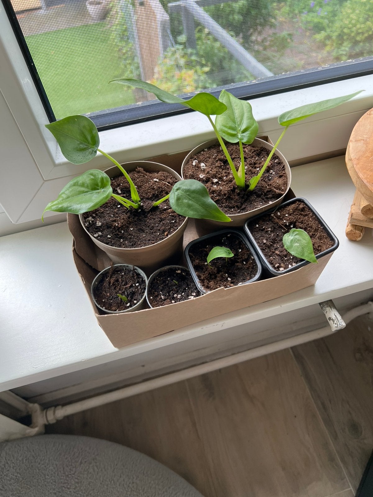 Alocasia Stekken, Ophalen, Overige soorten, Halfschaduw, Minder dan 100 cm