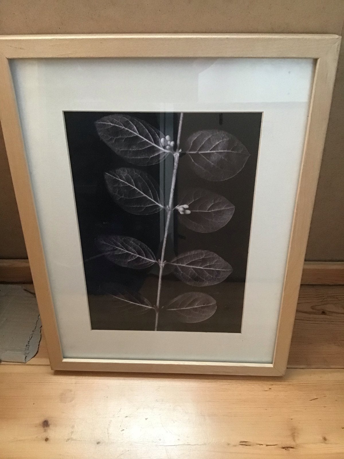 IKEA RIBBA Lijst met botanische print - Zo goed als nieuw, Huis en Inrichting, Ophalen of Verzenden, Zo goed als nieuw, Foto of Poster
