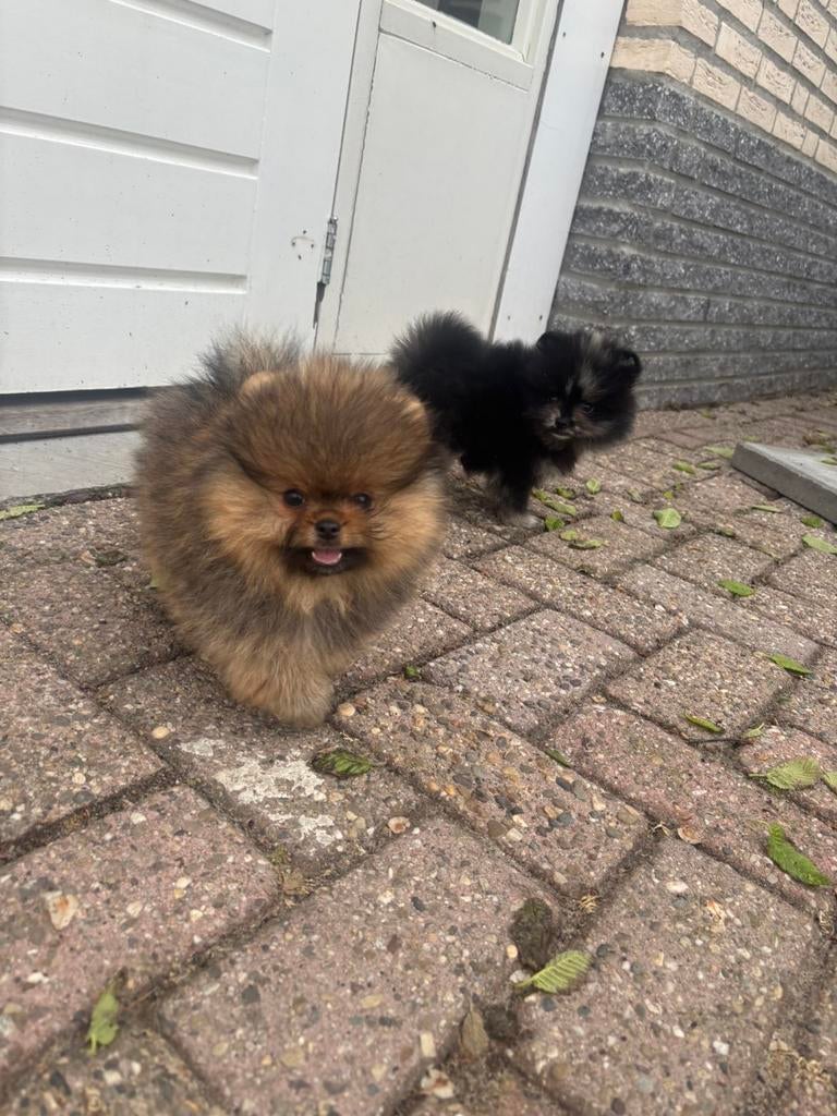 pomeriaan pups, Particulier, Overige rassen, 8 tot 15 weken, Buitenland