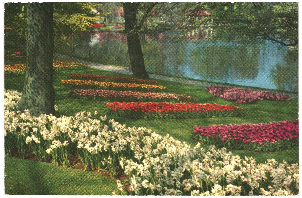 43733 Lisse ZH jr 70 Keukenhof Bollenvelden  _ Onbeschreven, Ophalen of Verzenden, 1960 tot 1980, Ongelopen, Zuid-Holland