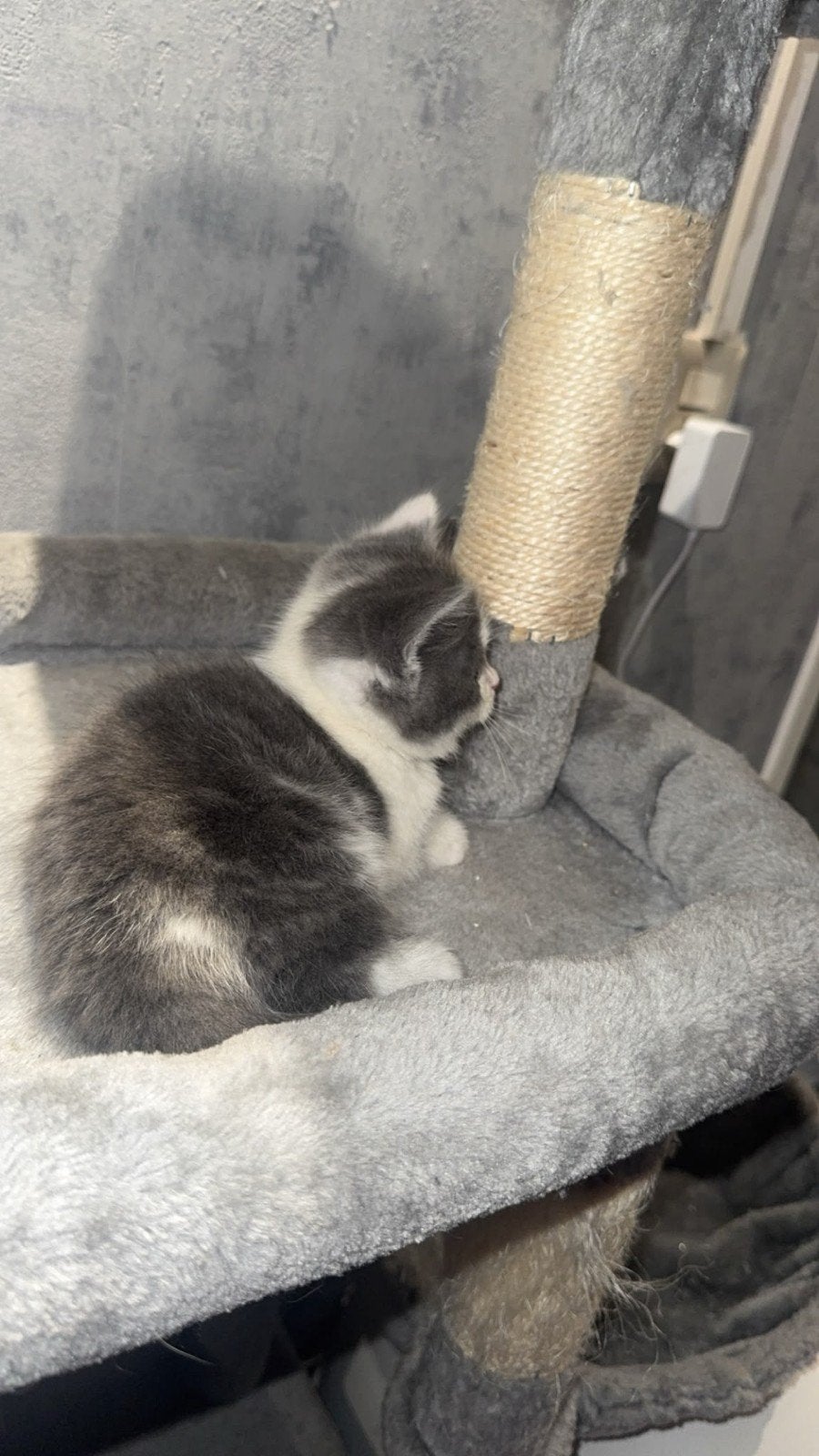 ragdoll x britse korthaar 

Britse Korthaar - 1 poesje en, Meerdere dieren, Ontwormd, 0 tot 2 jaar