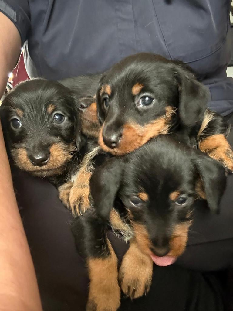 Prachtige dwergteckel pups- nu te reserveren, Dieren en Toebehoren, Honden | Teckels en Dashonden, 8 tot 15 weken, Dwerg, Parvo