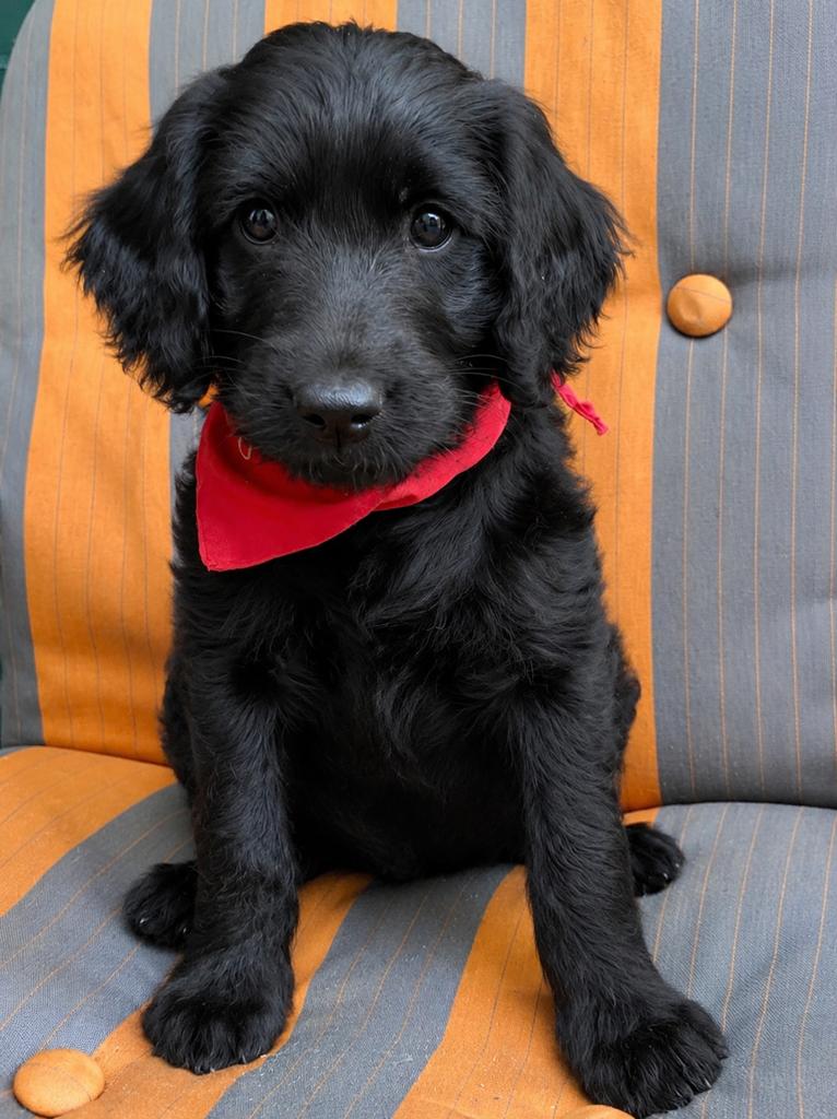 Australiën Labradoodle prachtige puppen, Dieren en Toebehoren, Honden | Retrievers, Spaniëls en Waterhonden, Parvo, Overige rassen
