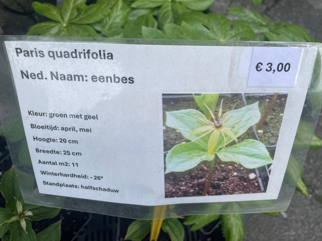 Paris quadrifolia - Eenbes (Groen met Geel), Tuin en Terras, Overige soorten, Vaste plant, Ophalen of Verzenden, Halfschaduw