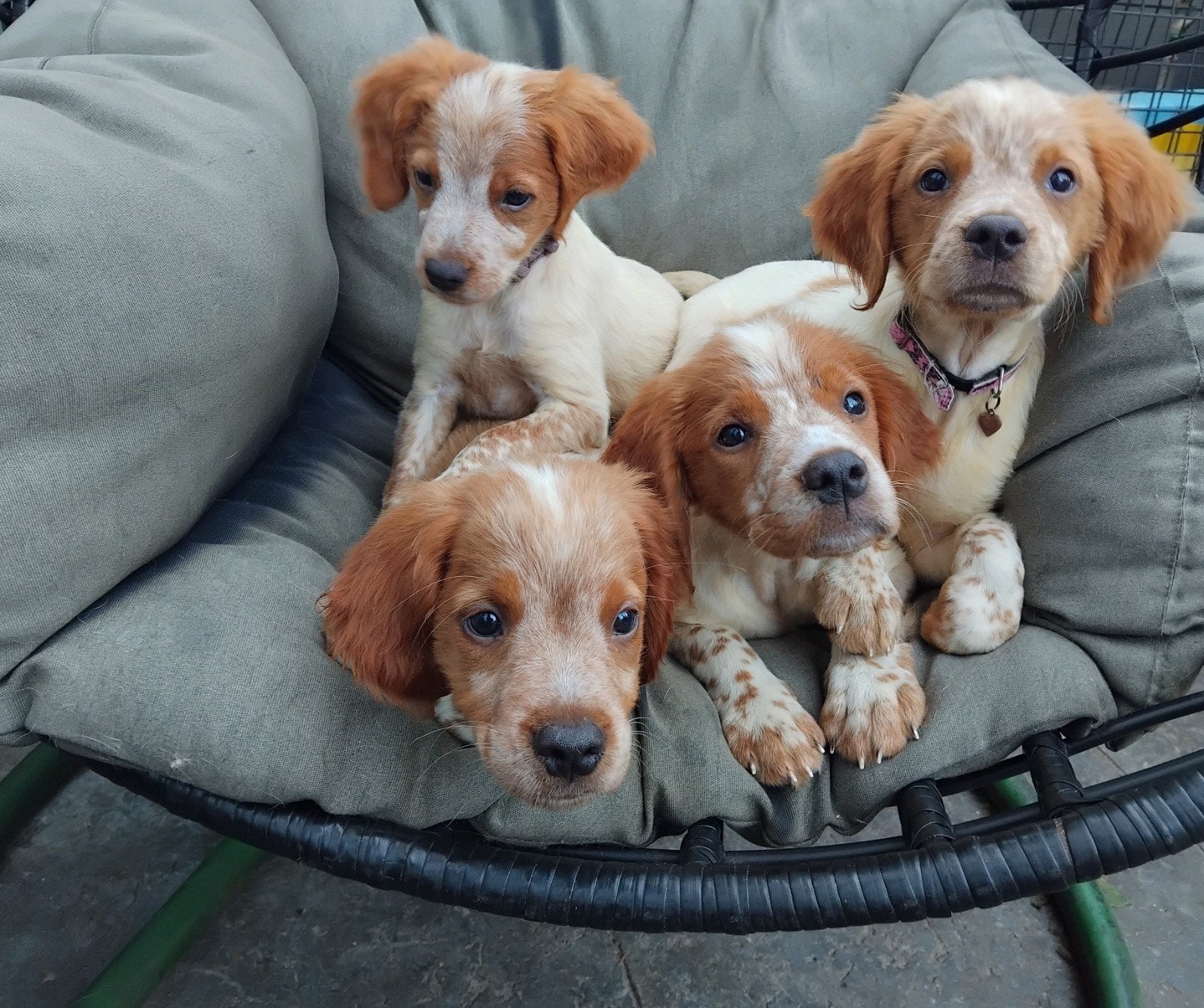 Prachtige Epagneul Breton pups zoeken een lieve baasje, Parvo, 15 weken tot 1 jaar, Meerdere, Meerdere dieren
