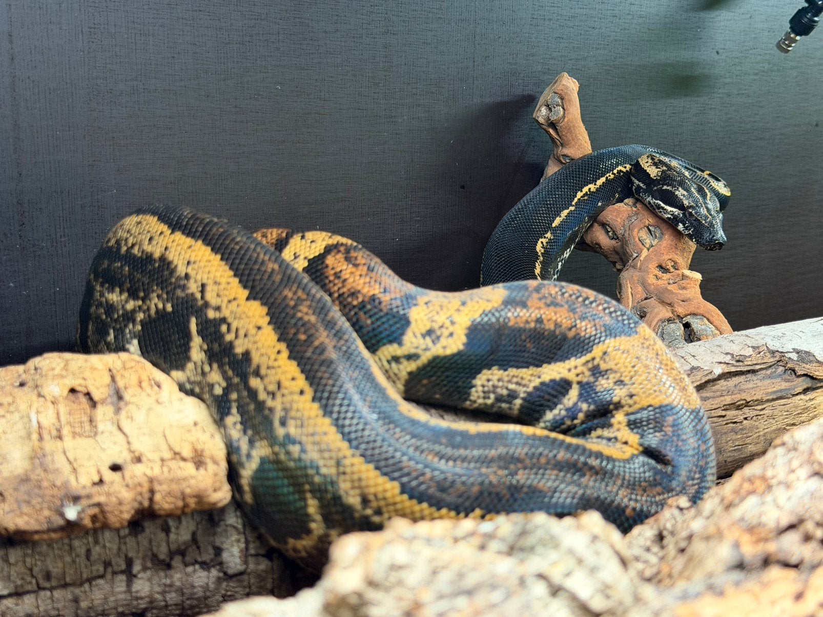 IMG Jungle Boa Imperator 1.0 CB 2024 Boa Constrictor - male for sale from Corvo