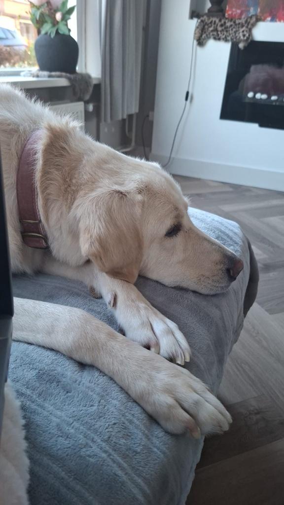 Prachtige dame van 3,5 jaar oud Labrador-mix, Teef, Parvo, Eén hond, Nederland