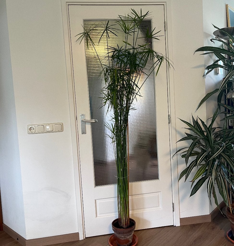Parapluplant, Ophalen, Overige soorten, In pot, 150 tot 200 cm