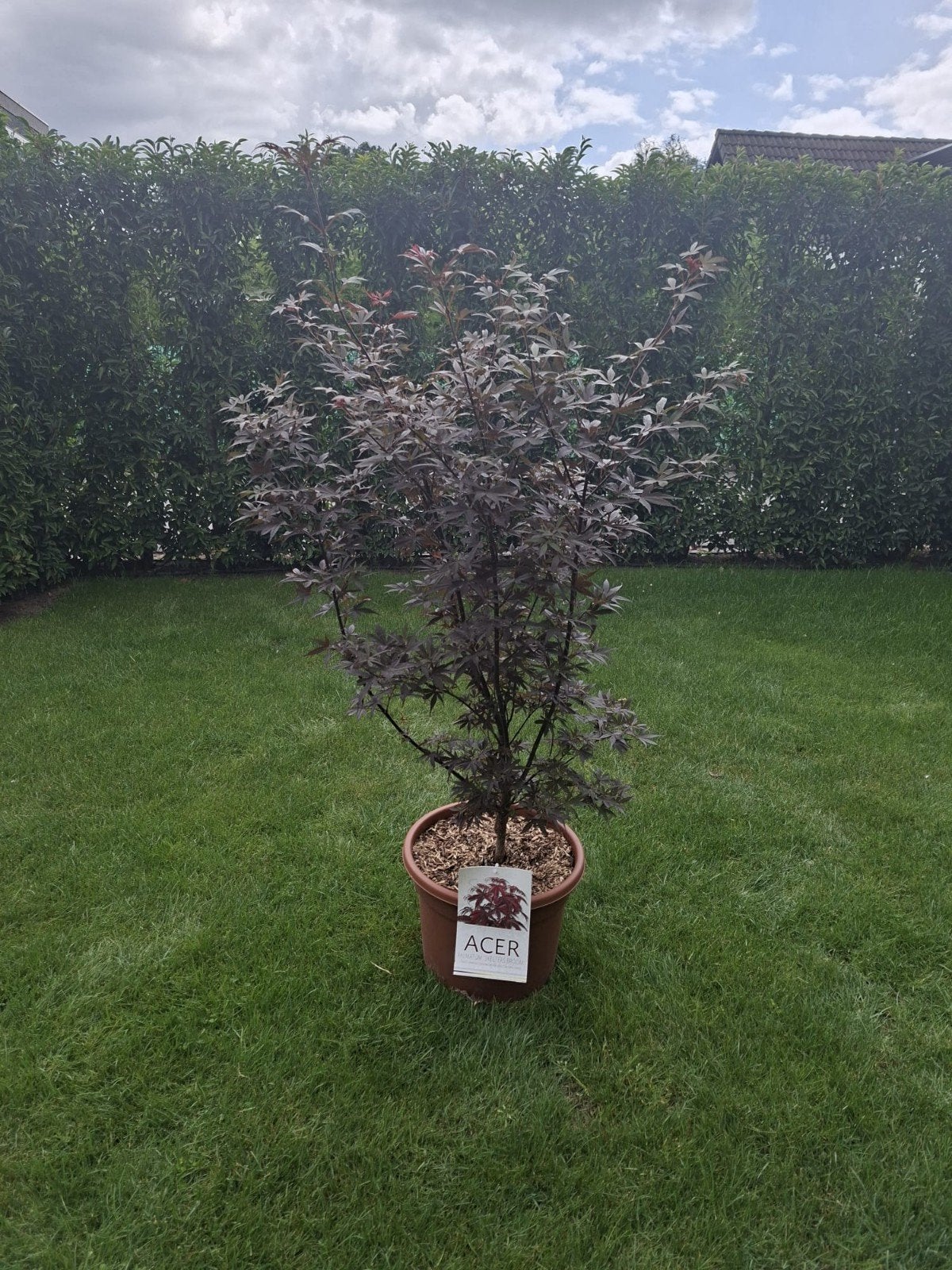 Japanse Esdoorn 'Skeeters Broom' (Roter Schlitzahorn), Tuin en Terras, Planten | Tuinplanten, Overige soorten, Volle zon, Vaste plant