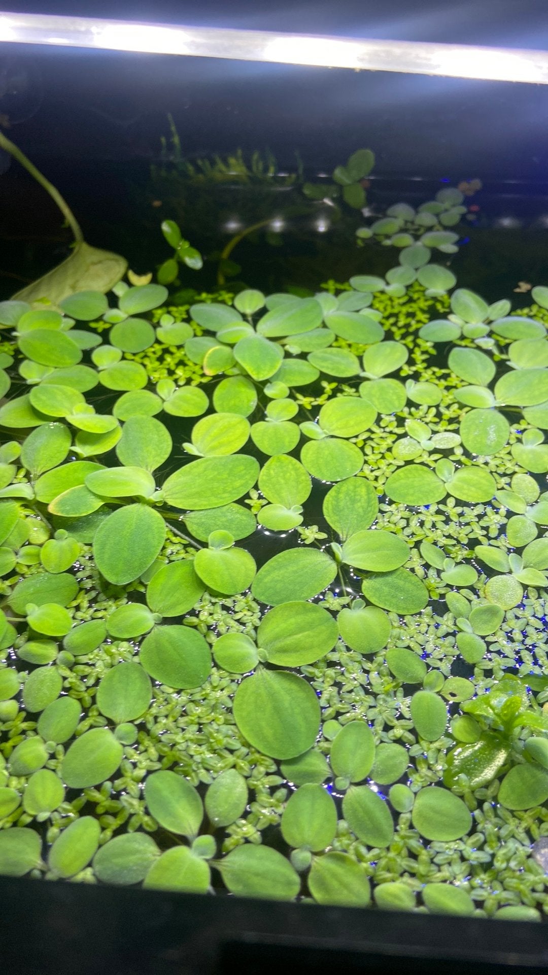Gratis kikkerbeet aquarium, Dieren en Toebehoren, Ophalen, Nieuw, Leeg aquarium