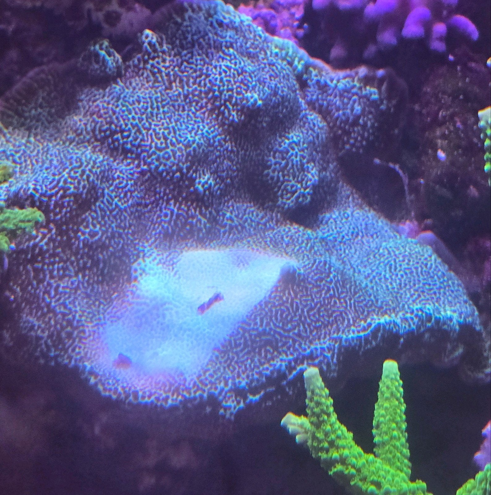 montipora danae, Dieren en Toebehoren, Overige typen, Zoutwatervis, Schoolvis