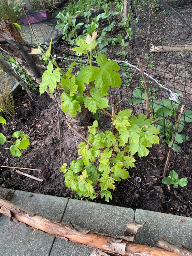 Druiven plant te koop, Ophalen of Verzenden, Minder dan 100 cm, Overige soorten, Zomer