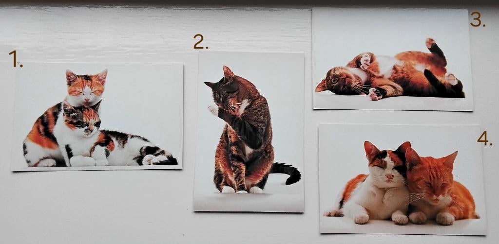 Vintage wenskaarten van katten - poezen - kat - poes - Tom, Diversen, Wenskaarten, Nieuw, Ophalen of Verzenden