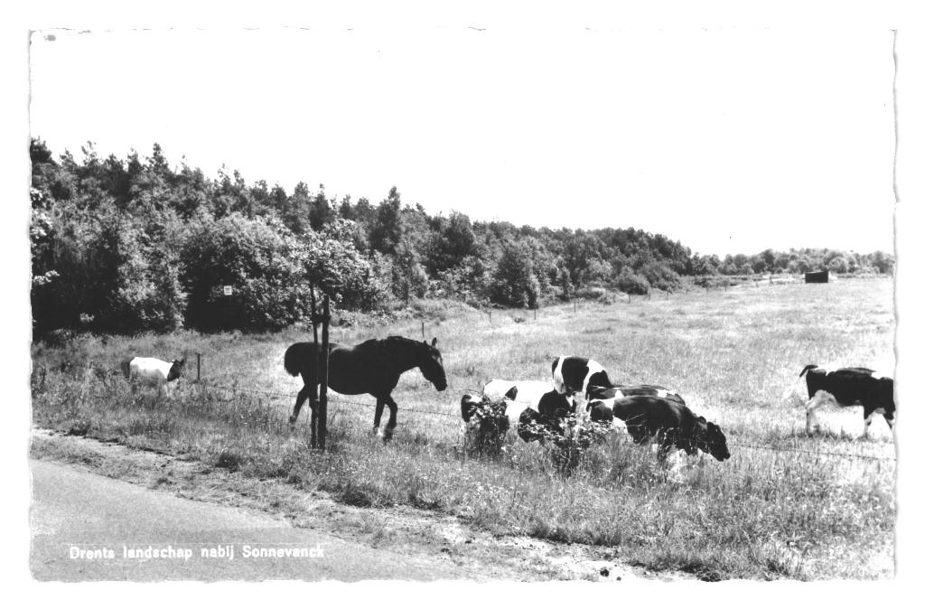 983733 Spier Vakantieoord Sonnevanck Drenthe 1968 Gelopen