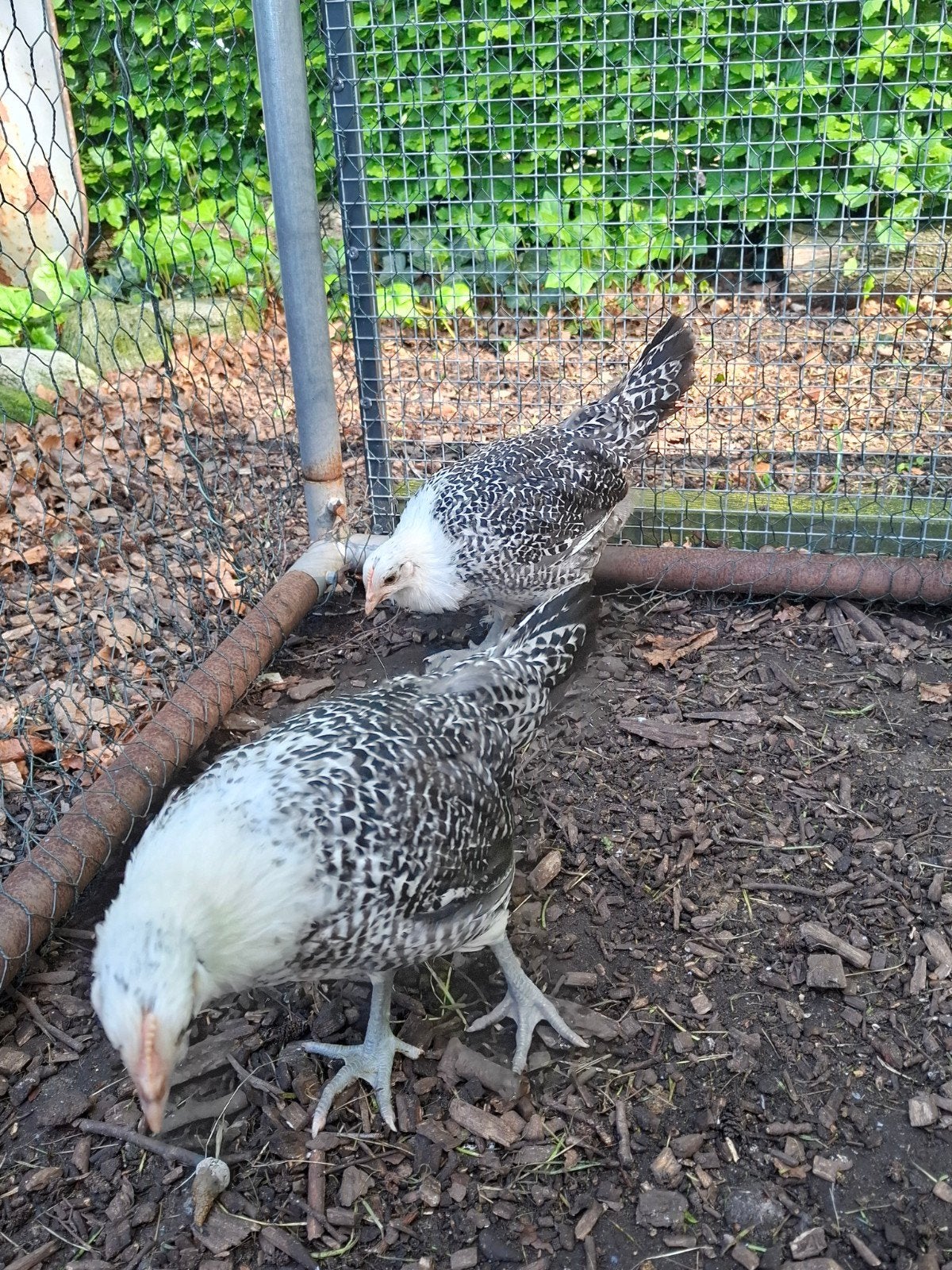 Groninger Meeuw Zilverpel, Dieren en Toebehoren, Pluimvee, Meerdere dieren, Kip