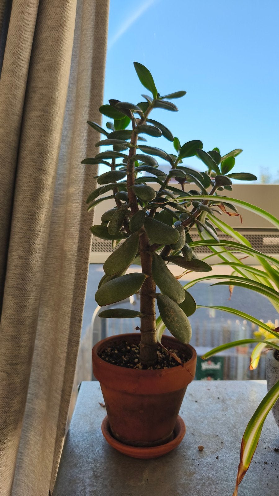 Plantje looking for home, Tuin en Terras, Planten | Bomen, Bloeit niet, Overige soorten, Minder dan 100 cm, Ophalen
