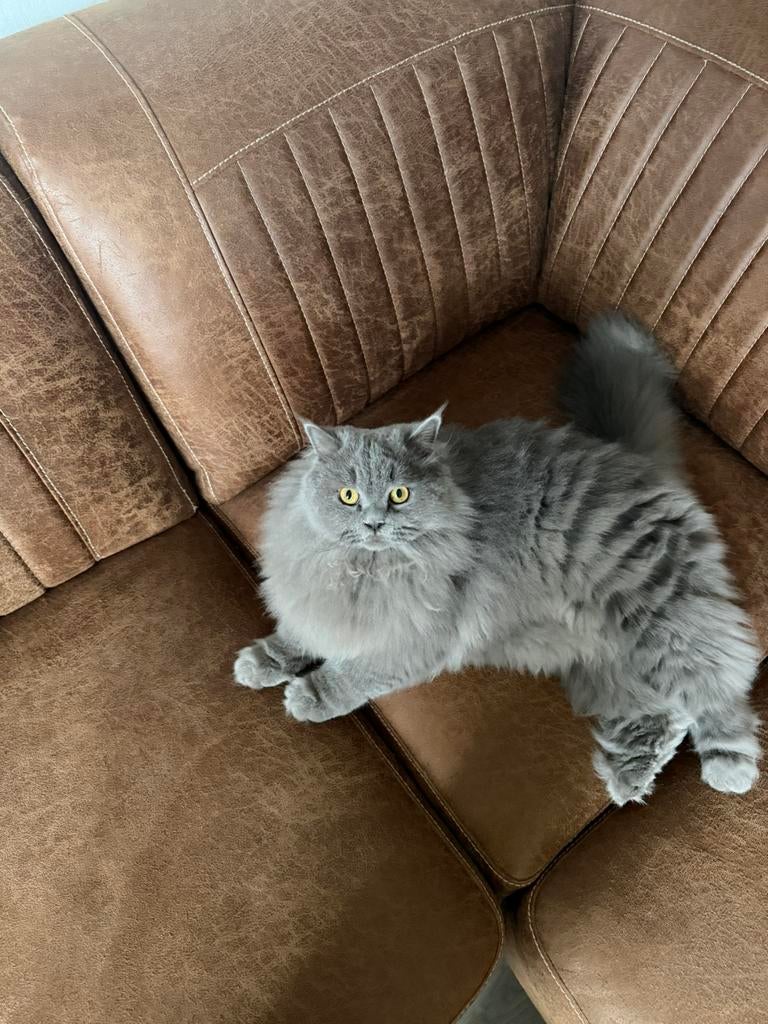 Liefdevol nieuw thuis gezocht voor twee Britse Langhaar, Dieren en Toebehoren, Katten en Kittens | Raskatten | Korthaar, Kater