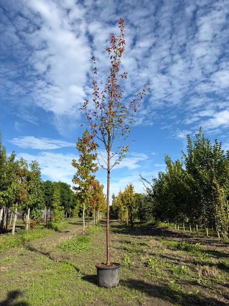 Sierkers Prunus Pandora outlet, Overige soorten, Lente, 250 tot 400 cm, Ophalen