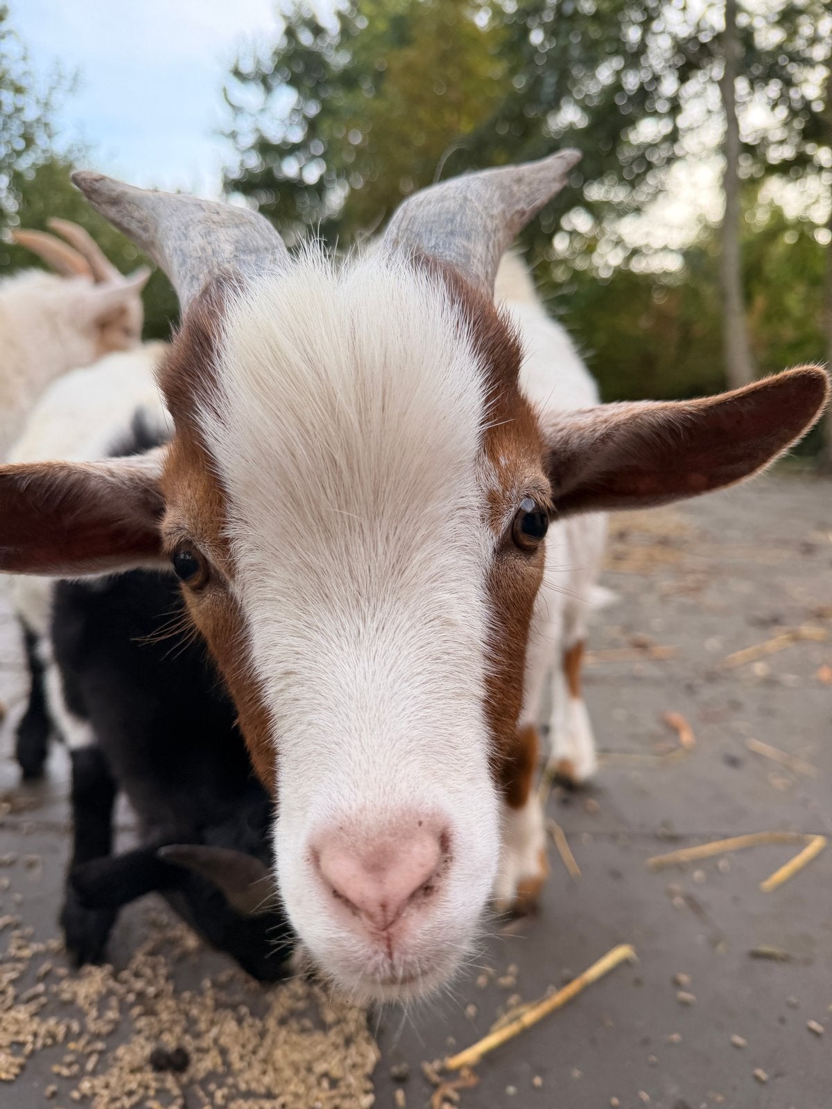 Lieve bok, Mannelijk, Geit, 0 tot 2 jaar