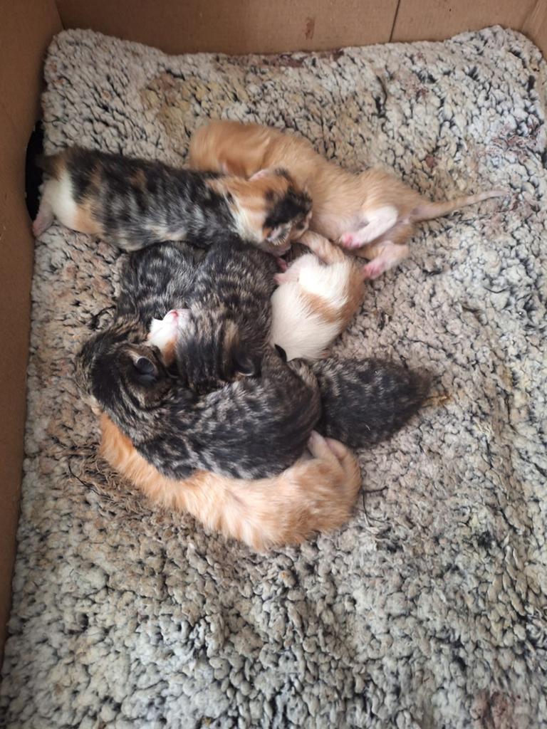 8 kittens