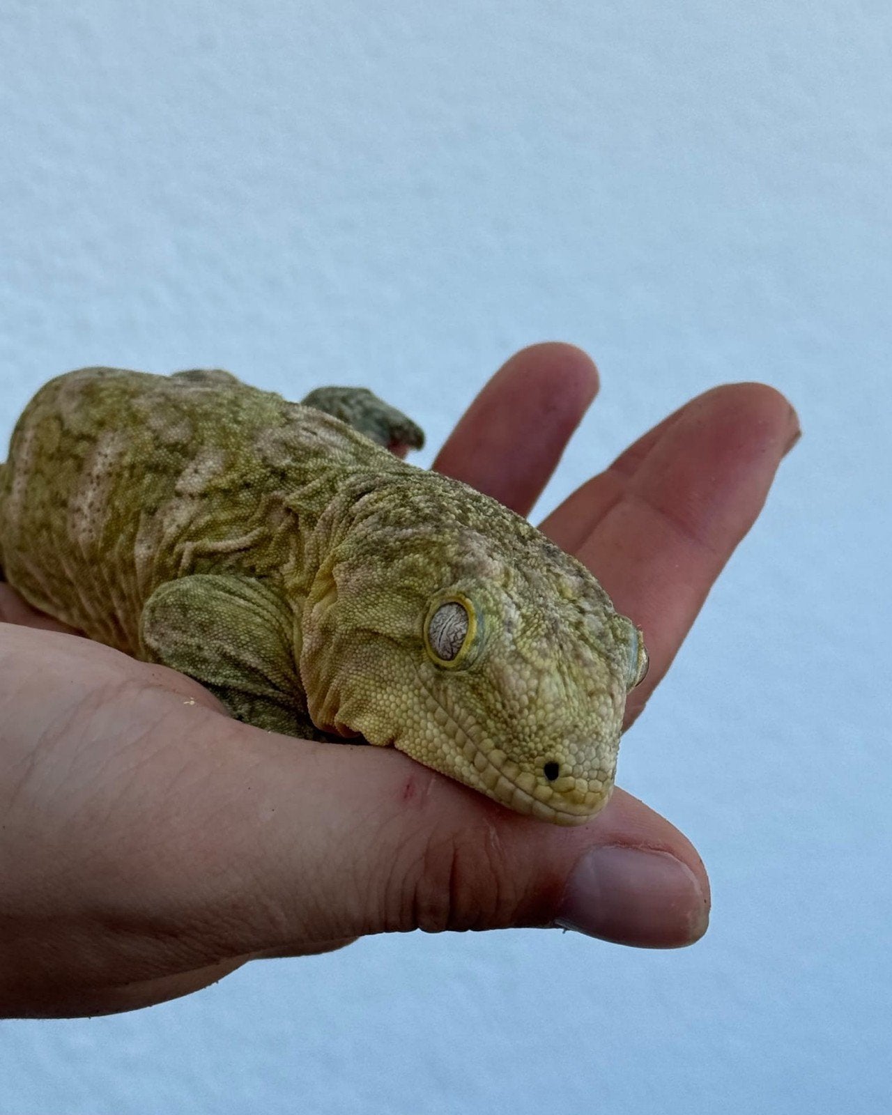 Rhacodactylus leachianus, Dieren en Toebehoren, Reptielen en Amfibieën, 0 tot 2 jaar