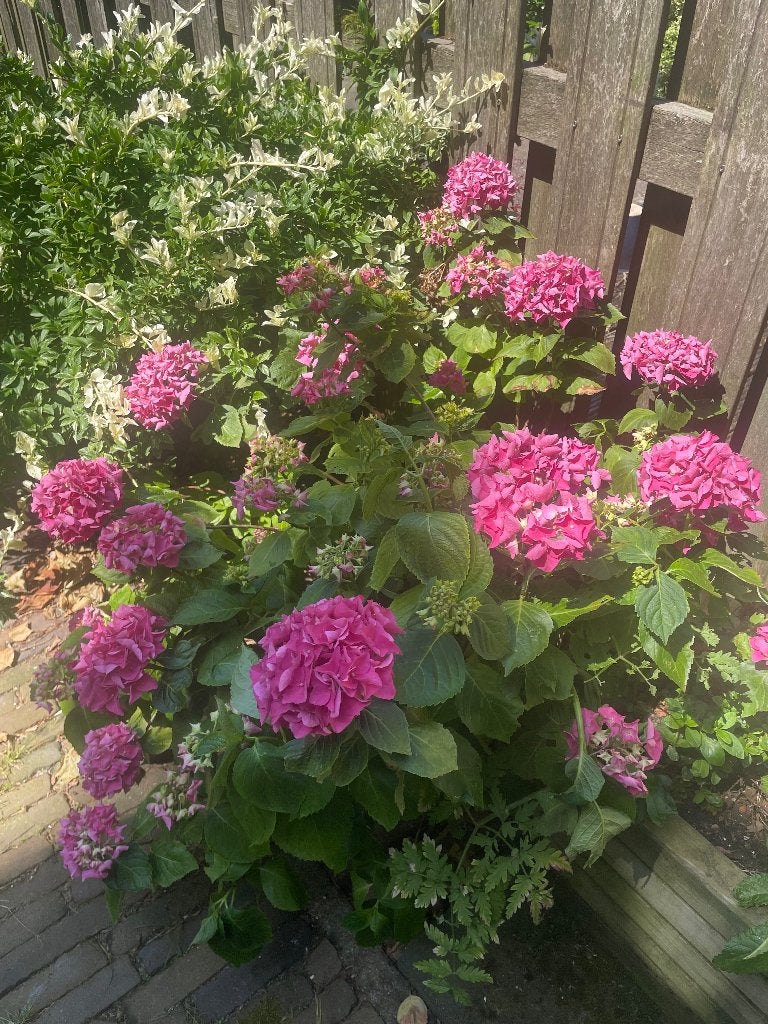 Hortensia, Tuin en Terras, Vaste plant, Halfschaduw, Zomer, Ophalen