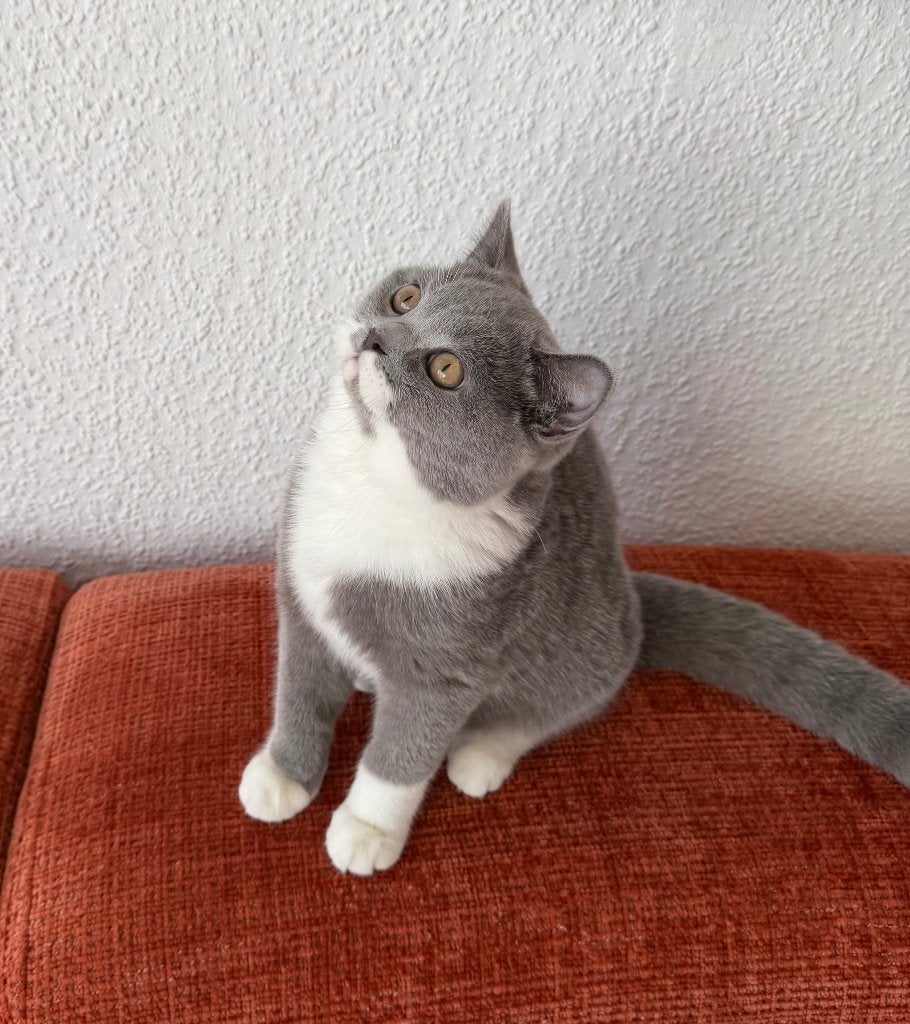 BKH, Poes, Ontwormd, 0 tot 2 jaar
