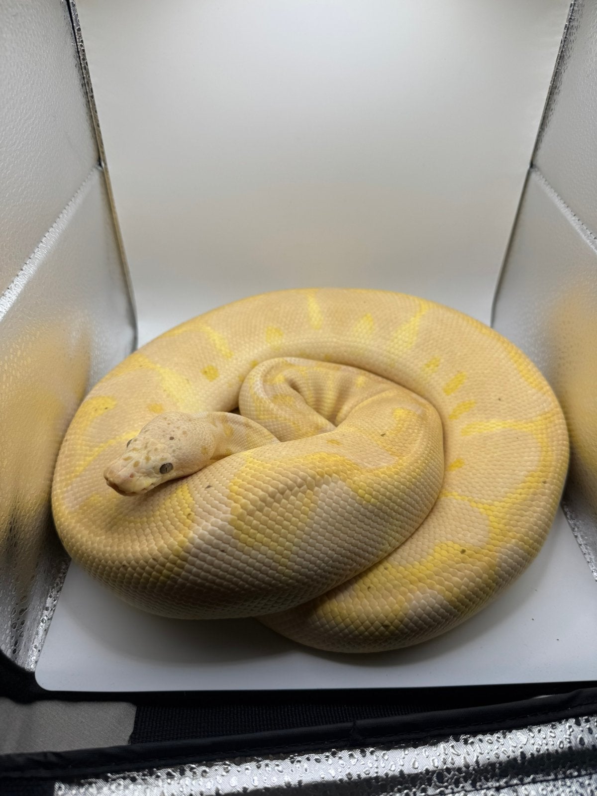 Ball python banana clown