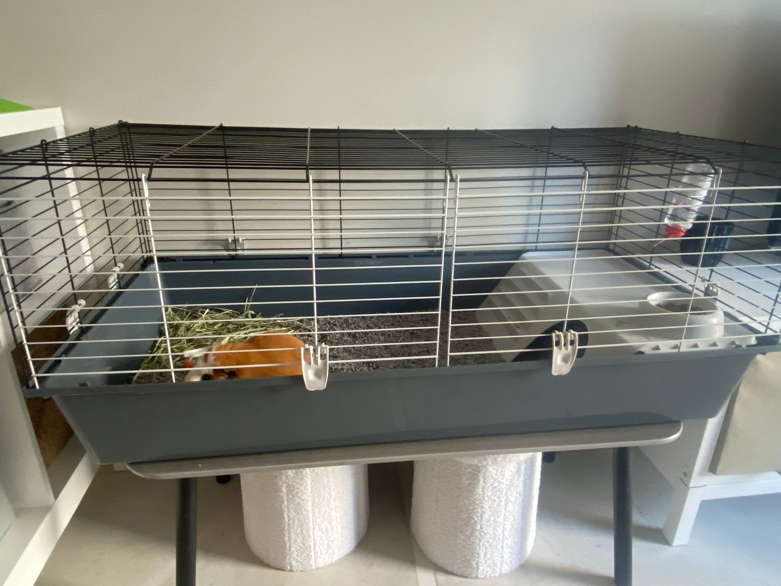 Cavia compleet met hok, Dieren en Toebehoren, Knaagdieren en Konijnen | Hokken en Kooien, 110 cm of meer, Hok, Cavia, Ophalen