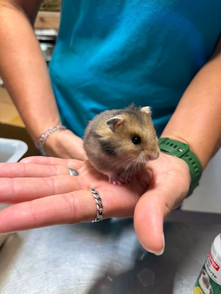 Te koop lieve jonge goudhamsters / Syrisch hamsters, Dieren en Toebehoren, Knaagdieren, Hamster, Juni, Vrouwelijk, Tam