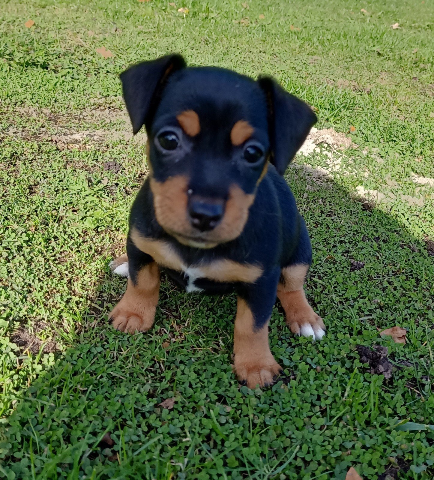 Jack Russell pups, nog 1 teefje Black and Tan te koop, Dieren en Toebehoren, Jack Russell Terriër, 8 tot 15 weken, Meerdere, Meerdere dieren