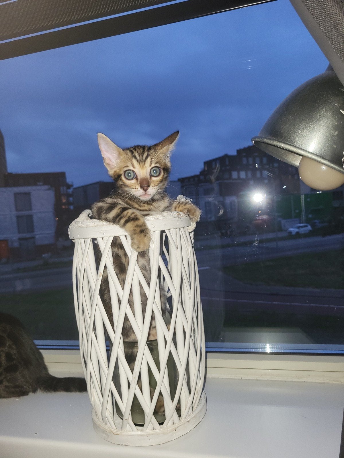 Bengaal kitten, Poes, Met stamboom