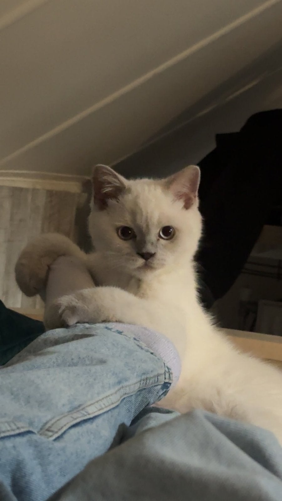 Britse korthaar, Kater