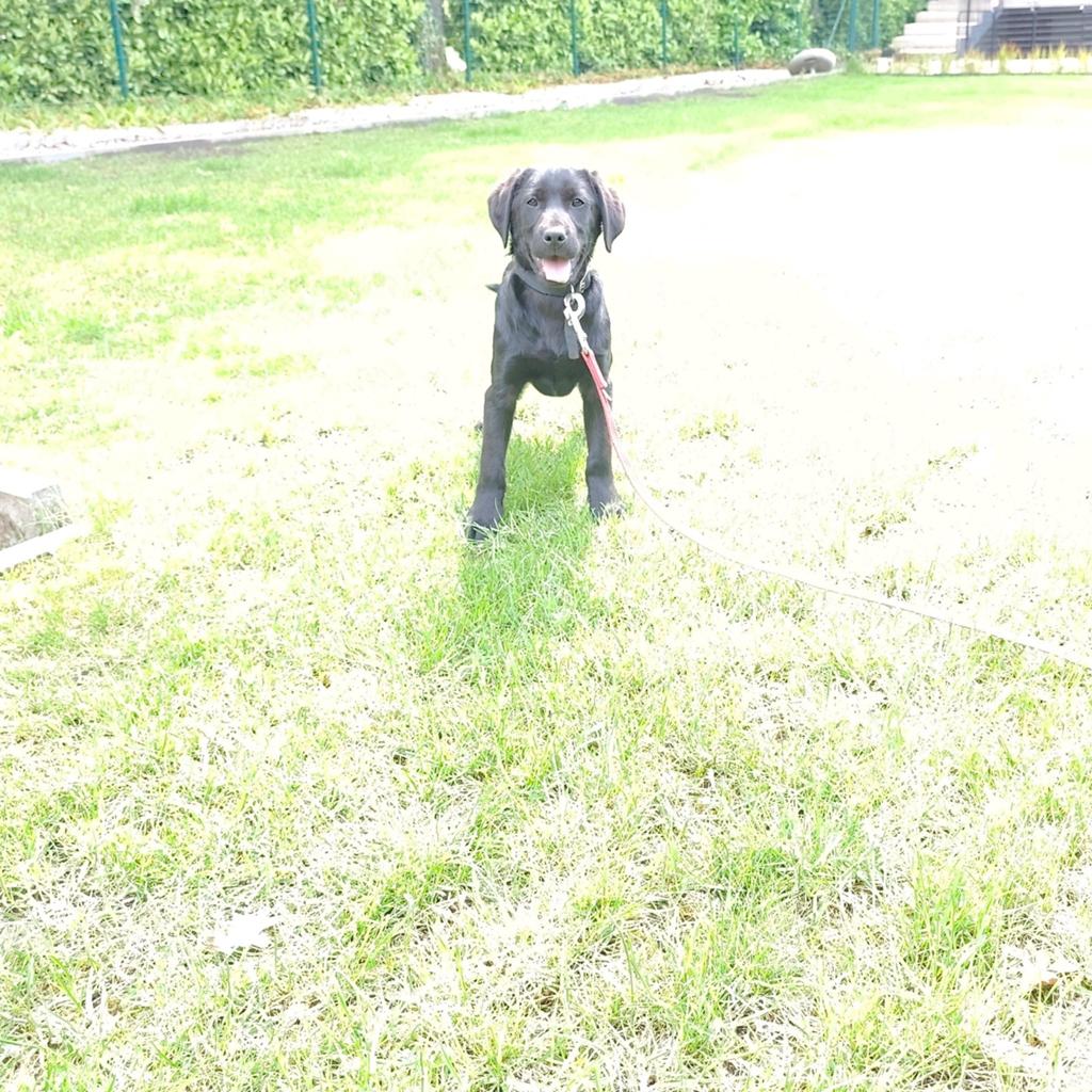 Fieldtrial labrador reu, Dieren en Toebehoren, Honden | Retrievers, Spaniëls en Waterhonden, België, Particulier, 15 weken tot 1 jaar
