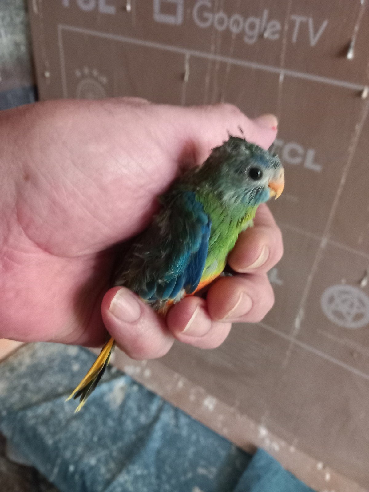 2 jonge turquoisine parkietjes, €25,- p/st, Meerdere dieren, Parkiet, Tam
