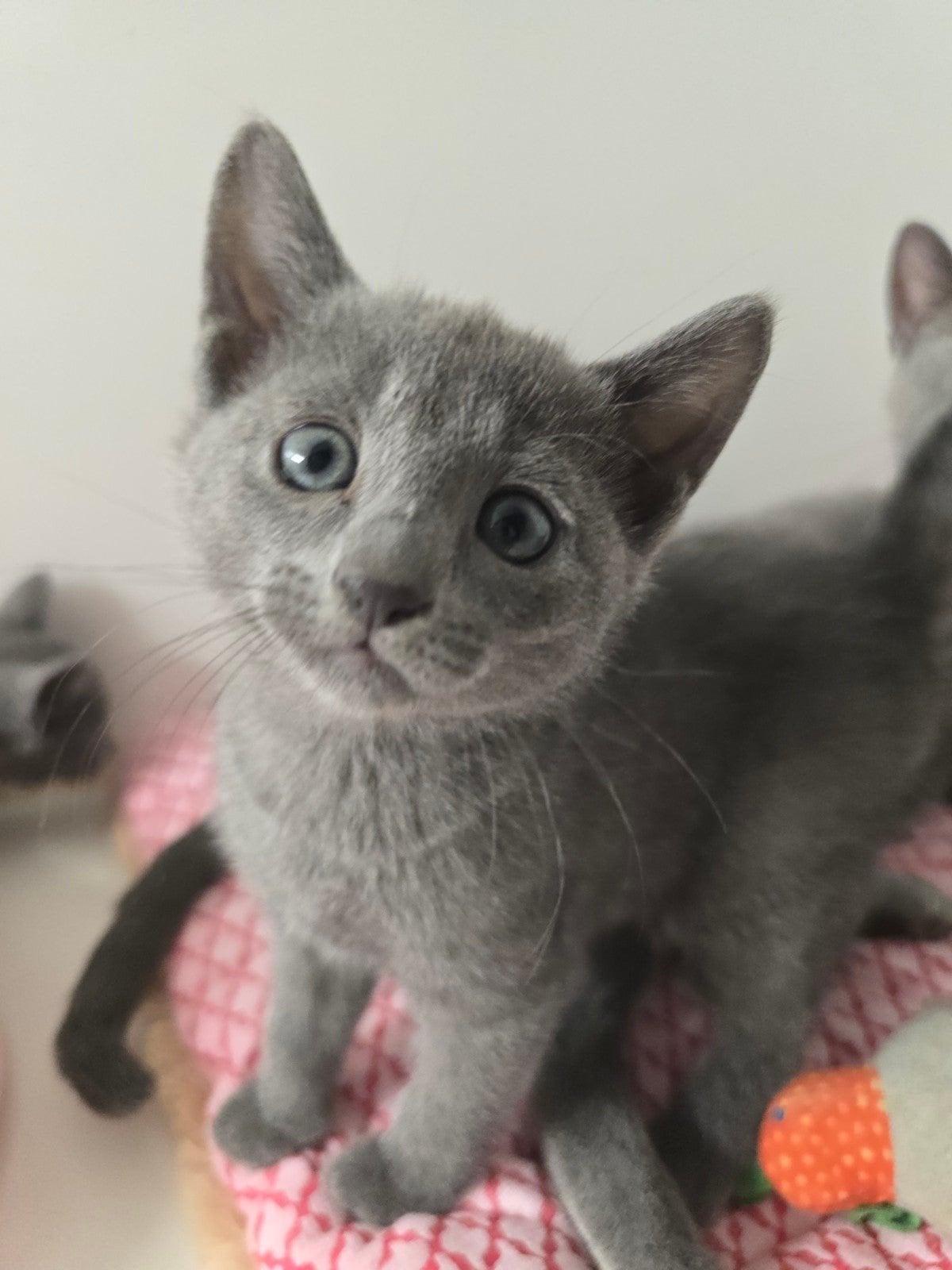Blauwe Rus kittens, Meerdere dieren, Gechipt