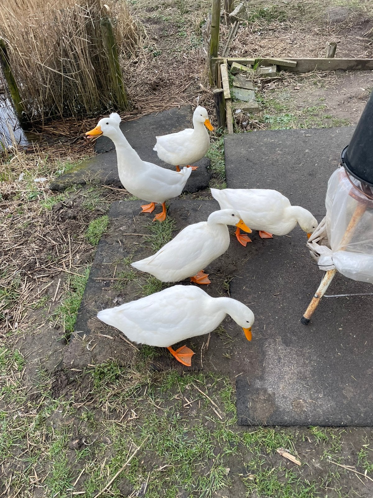 Campbell witte loopernden, Dieren en Toebehoren, Meerdere dieren, Eend