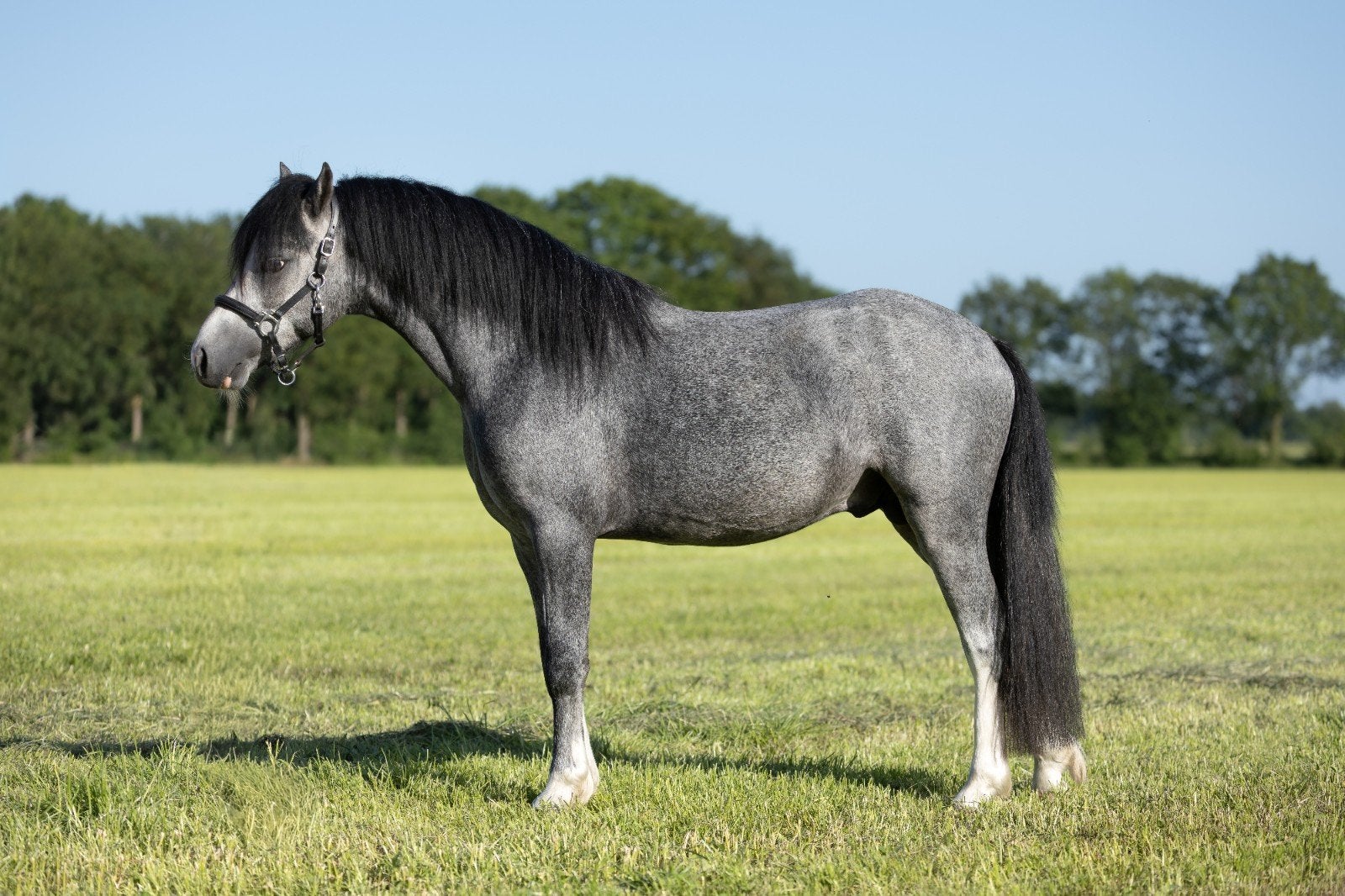 Stoere 2 jarige Welsh hengsten, Dieren en Toebehoren, Pony's, Met stamboom, 0 tot 2 jaar, Hengst, A pony (tot 1.17m)