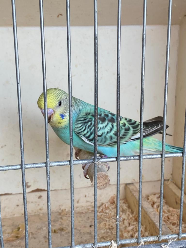Jonge grasparkiet, Geslacht onbekend, Parkiet, Tam